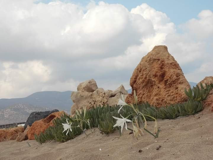 Malia Harbour-马利亚必去景点
