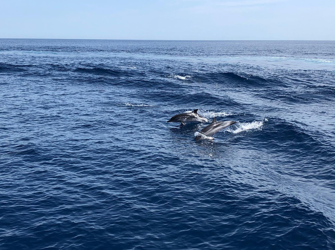 Santuario dei Cetacei-Andora必去景点