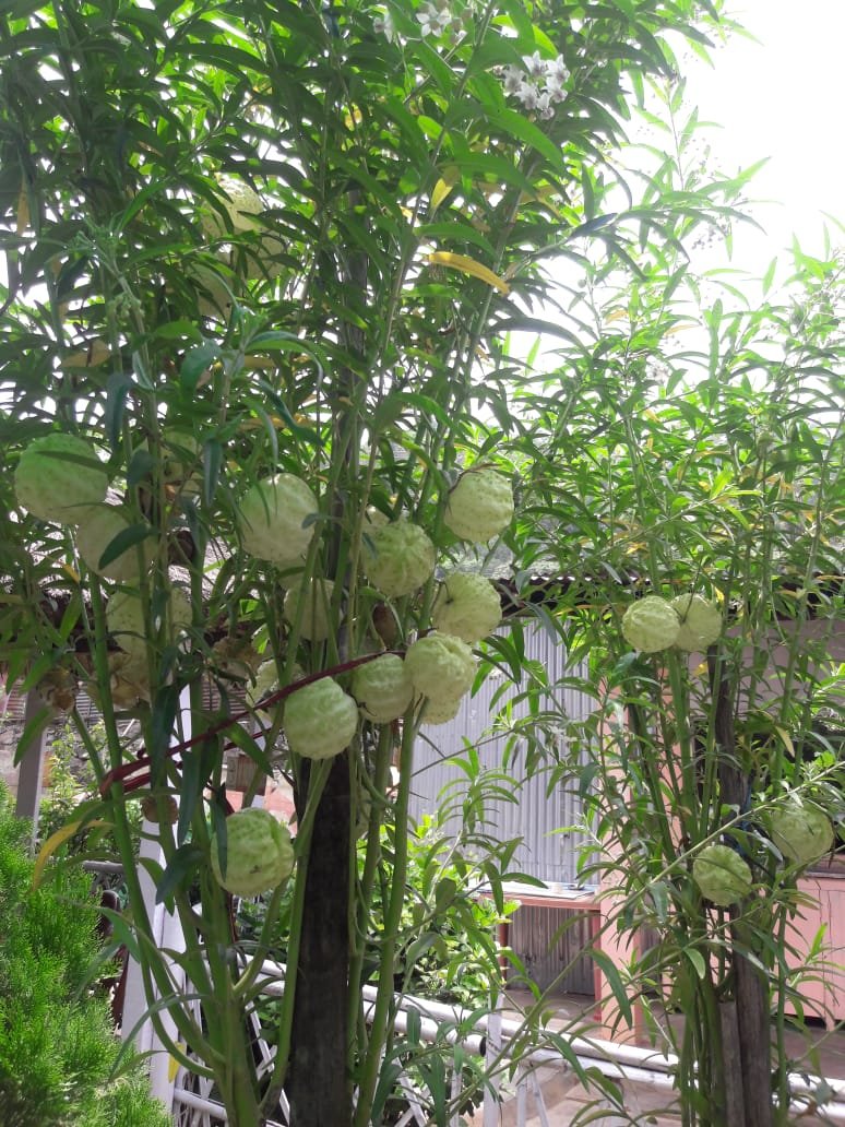 Brahmaputra Jungle Resort-浴室
