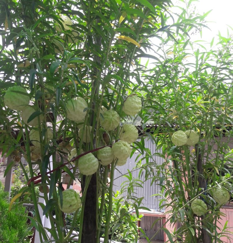 Brahmaputra Jungle Resort主图