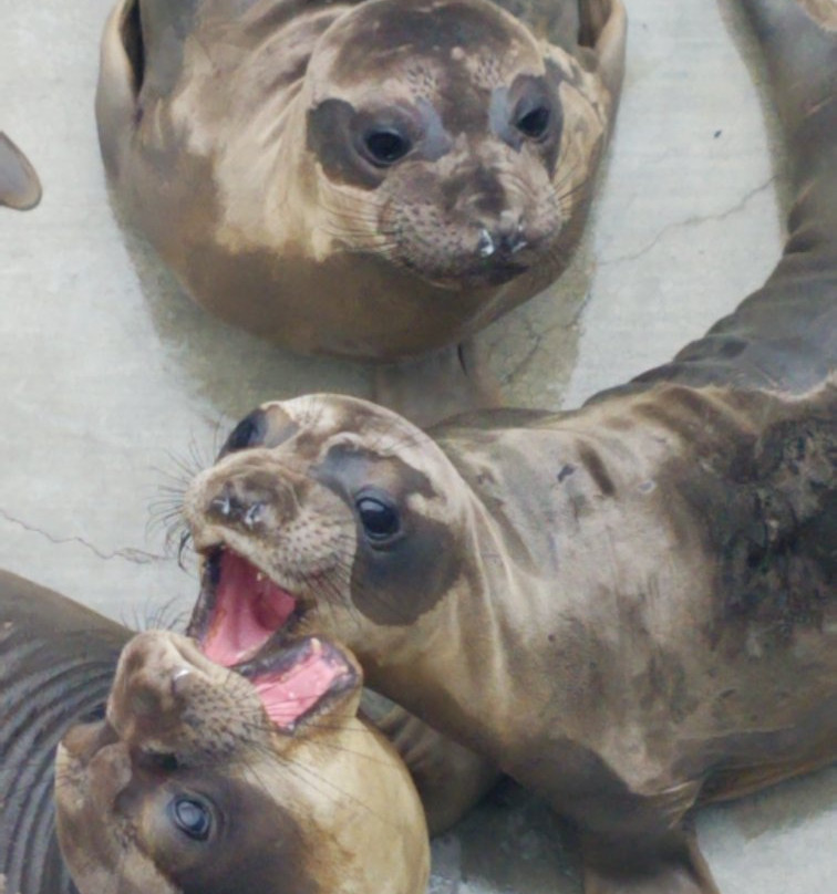 Pacific Marine Mammal Center景点图片