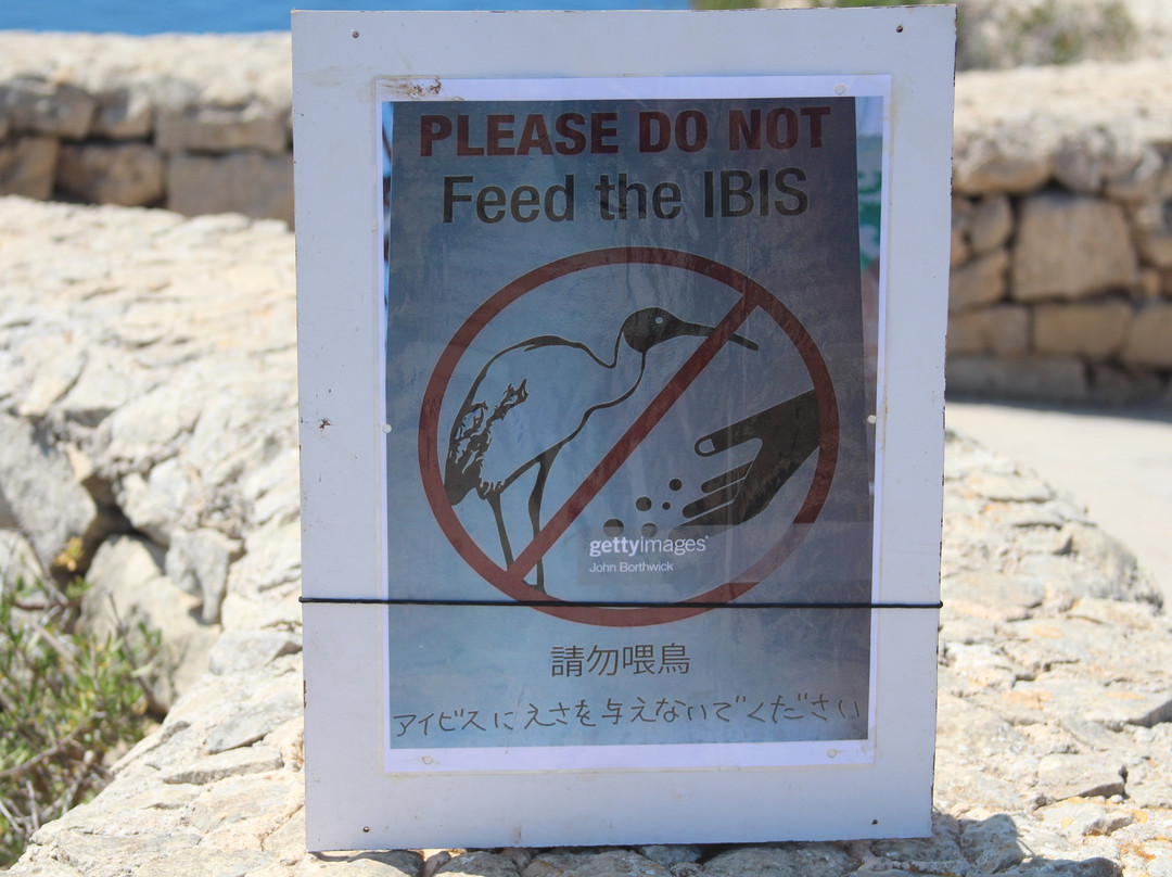 Sharp Sight Falconry-Qrendi必去景点