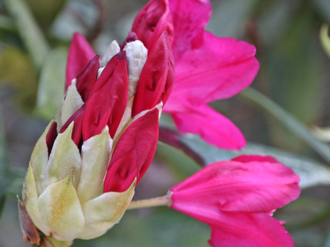 Rhododendronpark Hobbie景点图片