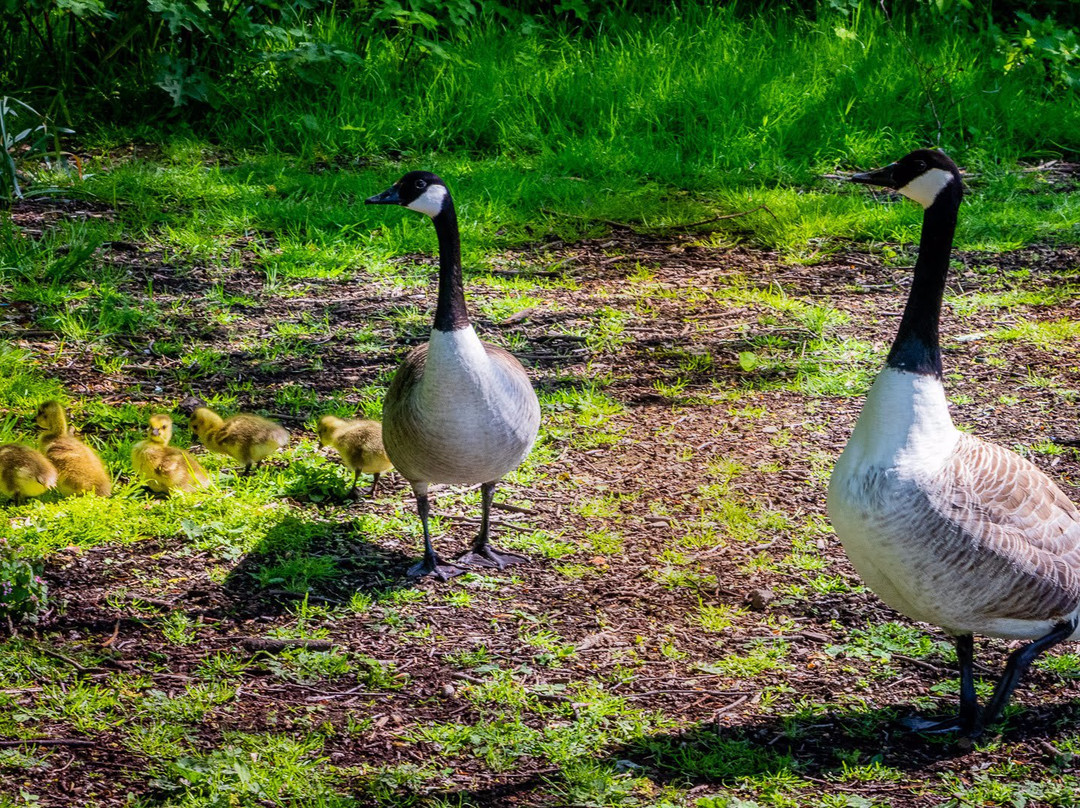 Acton Park景点图片