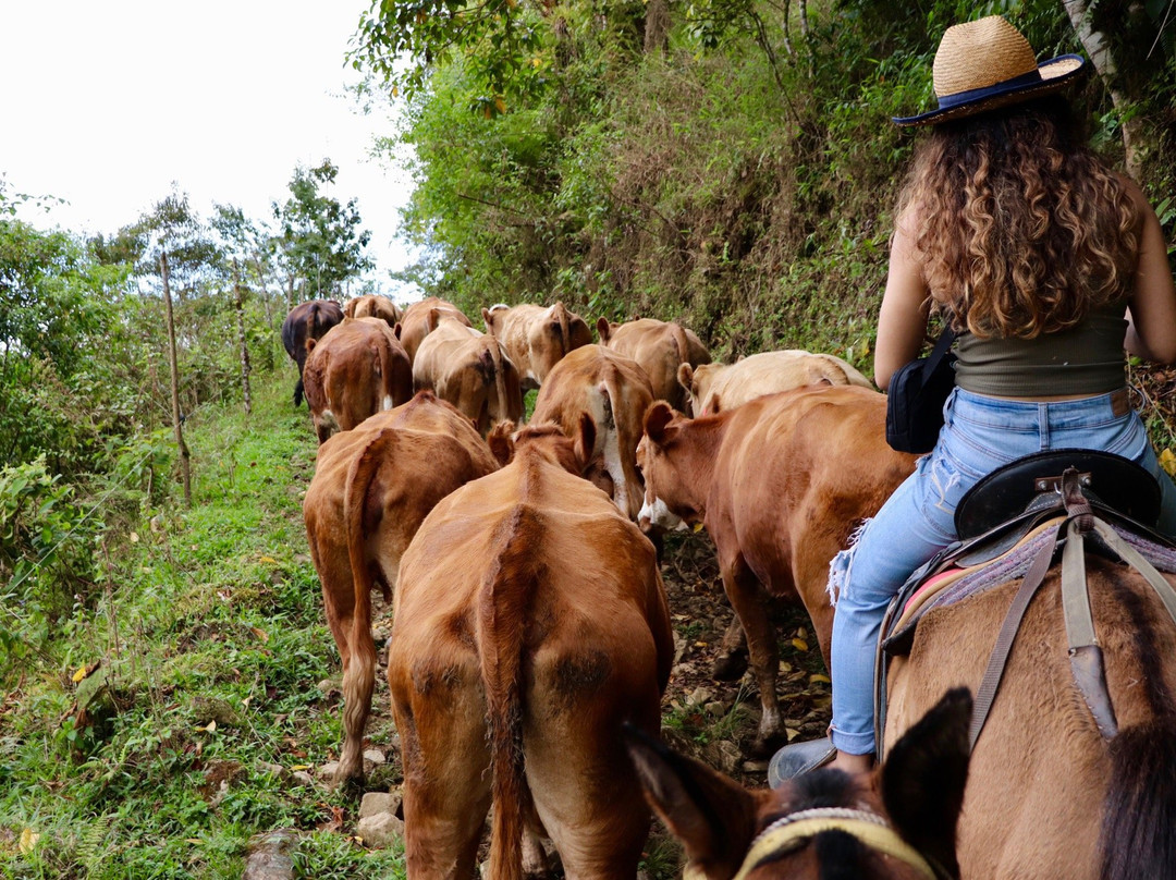 Queveri Horseback Riding Tours景点图片