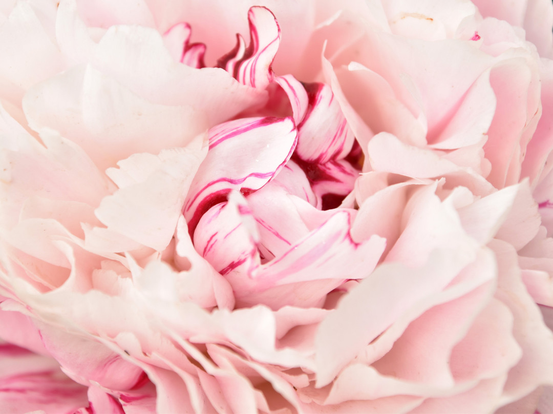 Adelman Peony Gardens-塞勒姆必去景点