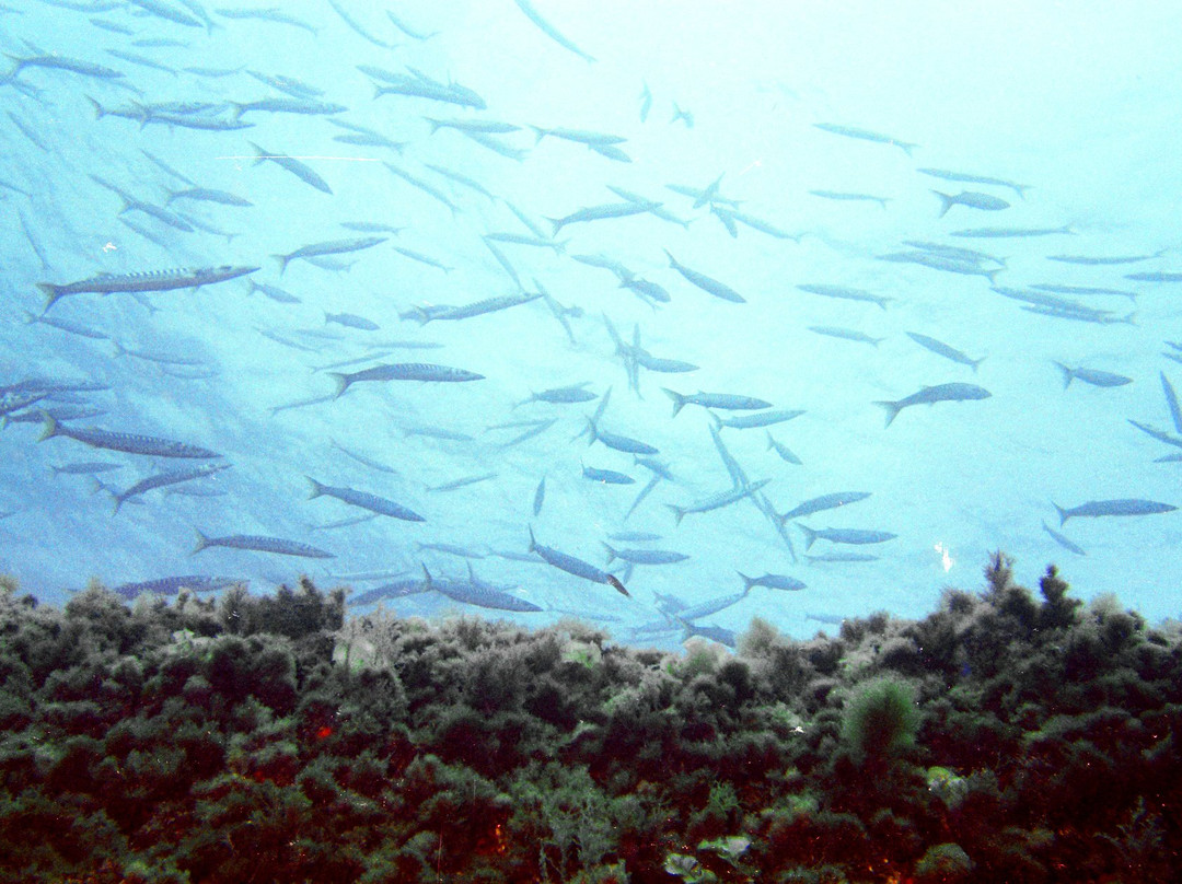 Mero Diving-Cala Ratjada必去景点