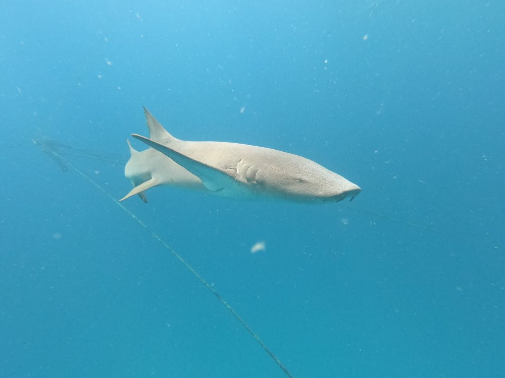 Dive Different Fulidhoo-Fulidhoo必去景点