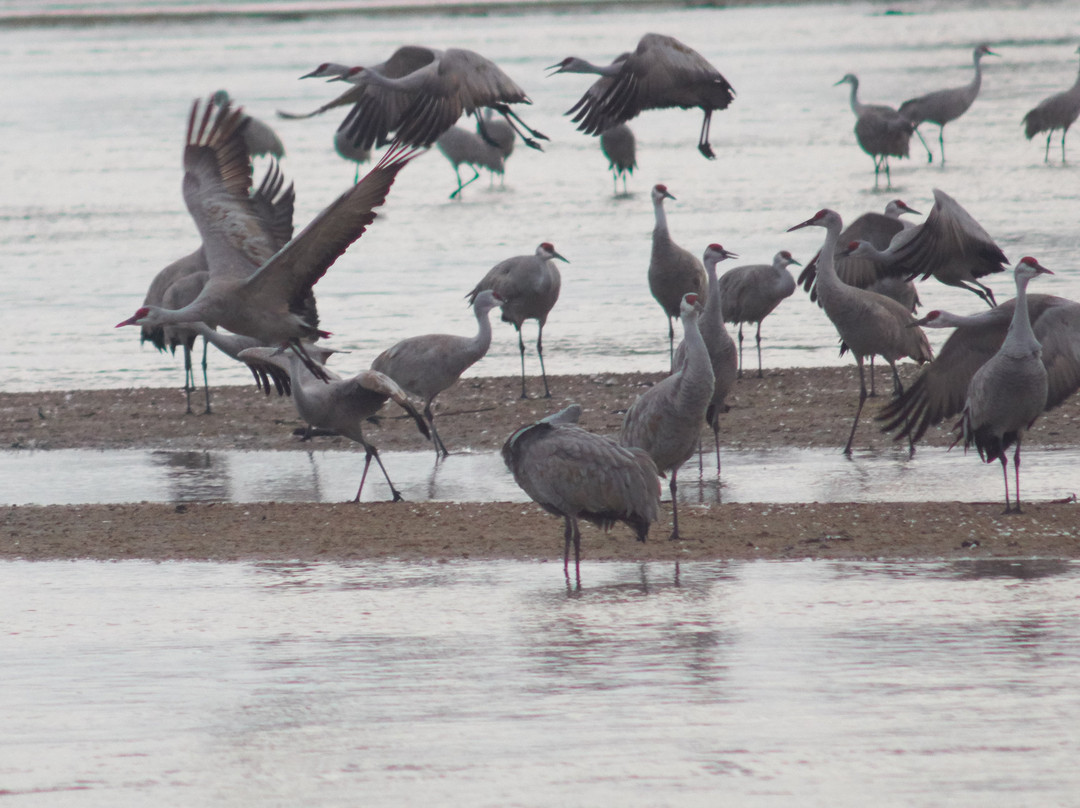 Audubon's Rowe Sanctuary-Gibbon必去景点