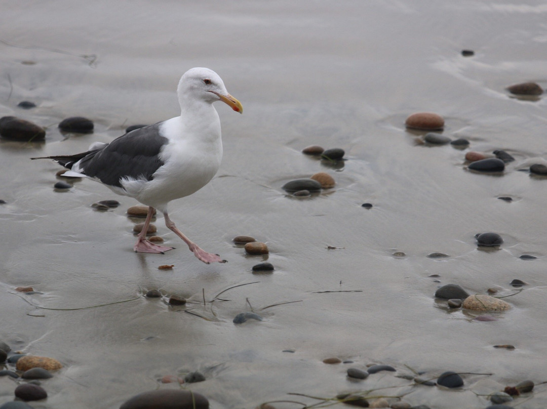 Swami's Beach-恩西尼塔斯必去景点