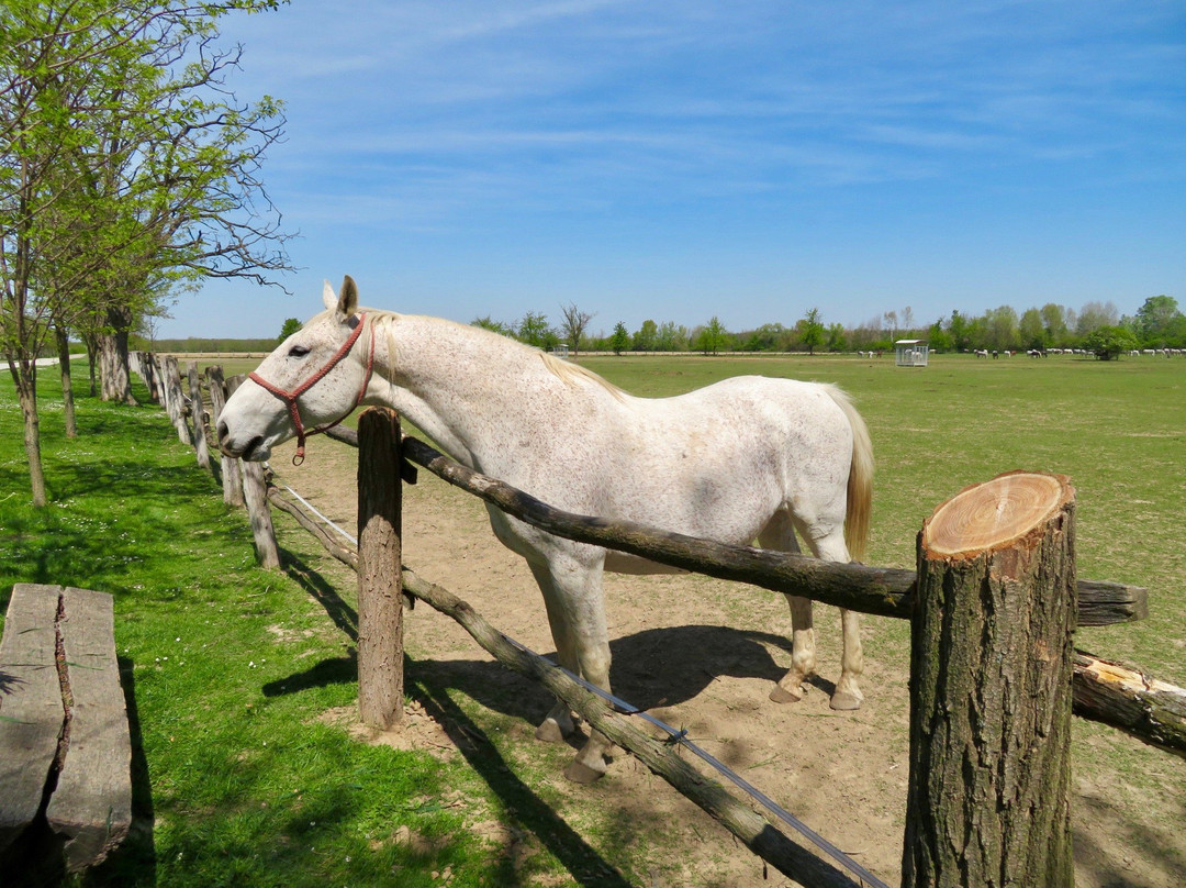 State Stud Farms Djakovo景点图片