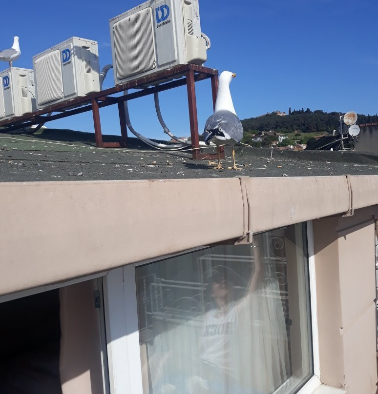 Selanikli Pansiyon主图