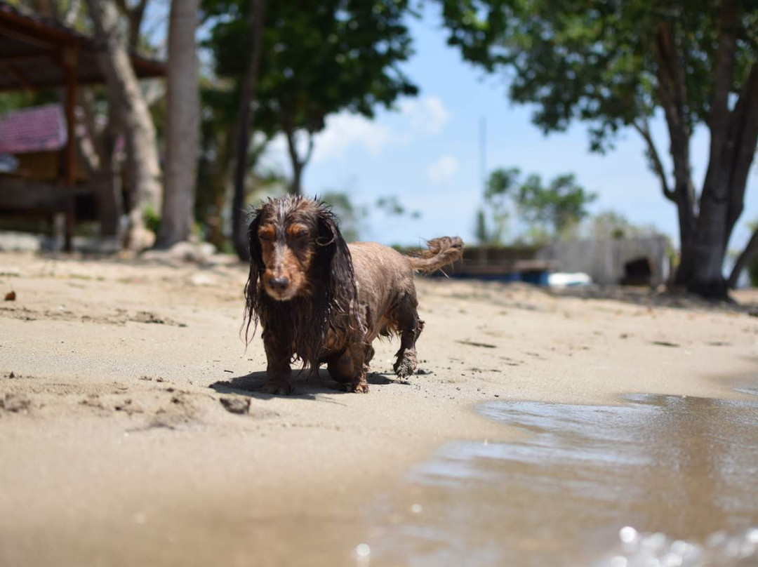 Waecicu Beach-Labuan Bajo必去景点