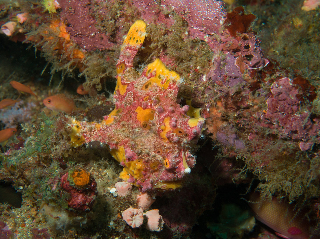 Frontier Scuba-葡多咖蕾拉必去景点