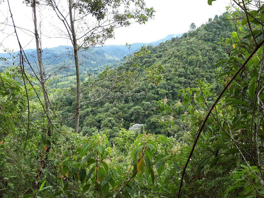 Kasaguadua Natural Reserve景点图片
