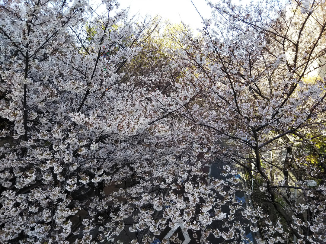 Sakurazaka Park景点图片