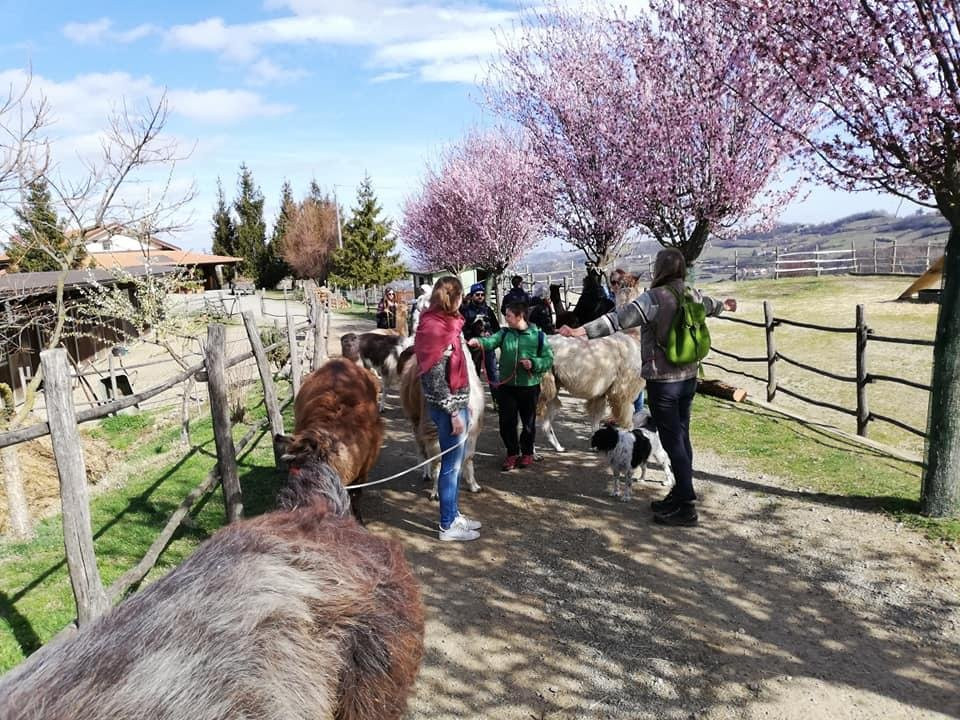 A passeggio con i Lama e gli Alpaca nelle colline selvagge del Monferrato景点图片