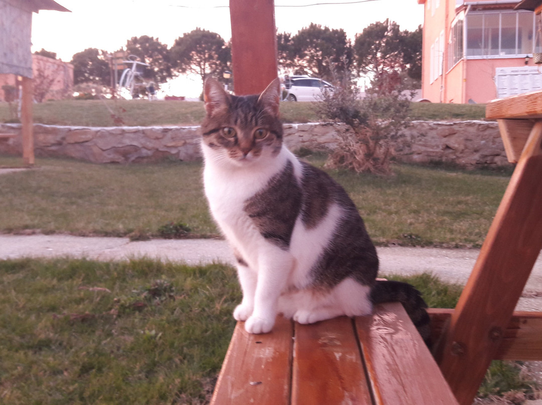 İğdebağları旅游攻略图片