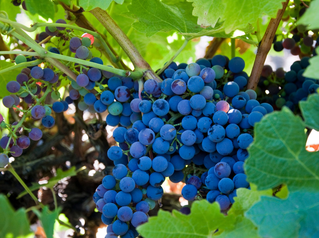 Majella Wines Coonawarra-Coonawarra必去景点