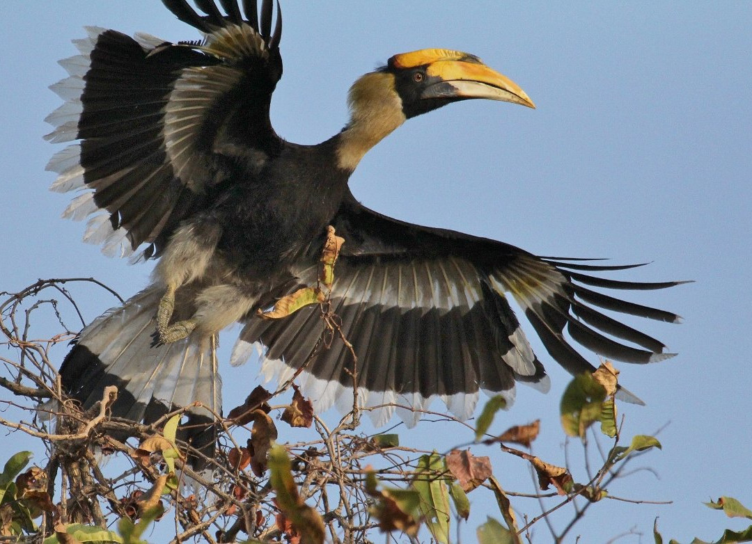 Amrutes' Nisarga Sahavas主图