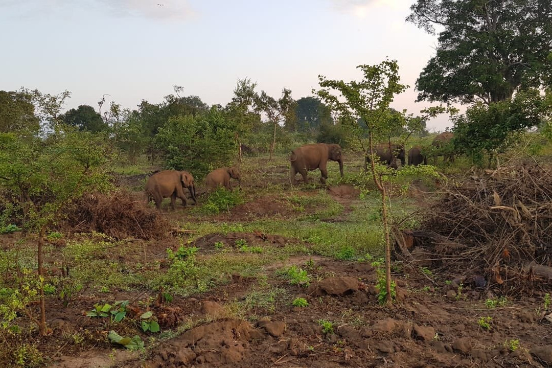 Udawalawe Trails景点图片