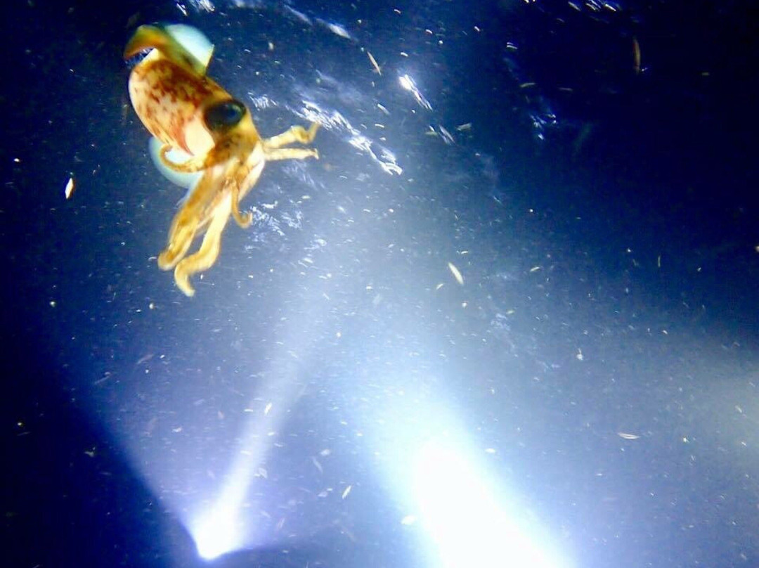 Night Snorkel-圣 托马斯必去景点