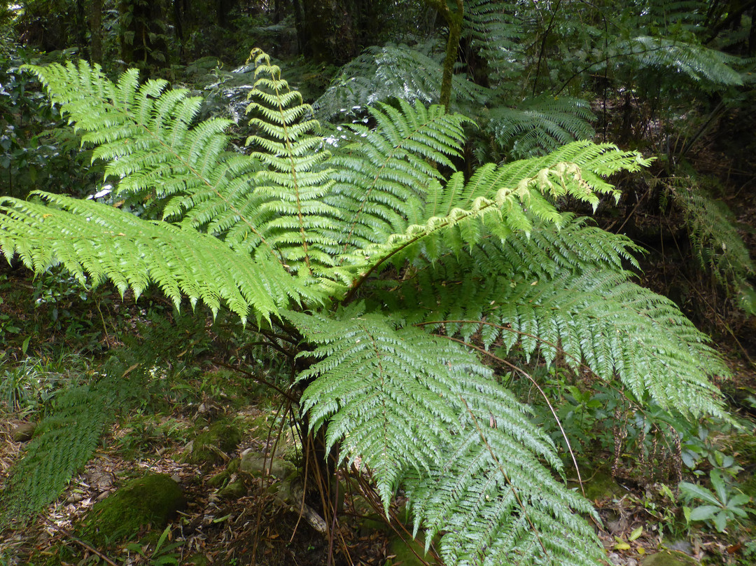 Rapurapu Kauri Track-怀卡托地区必去景点
