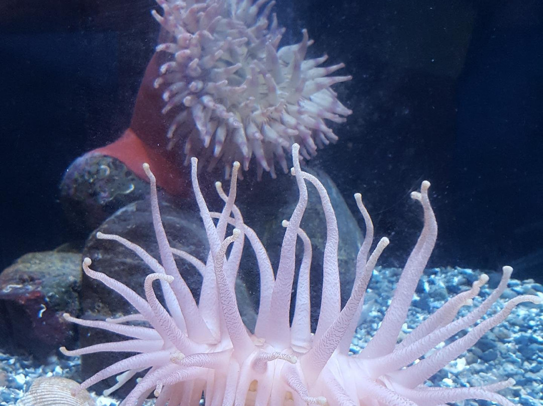 Tidepools Aquarium-吉布森斯必去景点