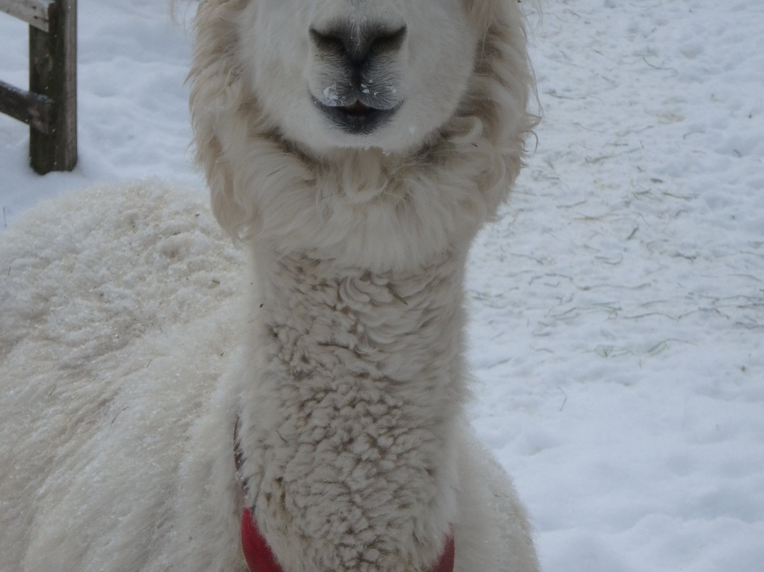 Alpagas du Domaine Poissant-Mont-Saint-Hilaire必去景点