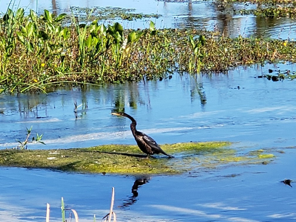 Orlando Wetlands景点图片