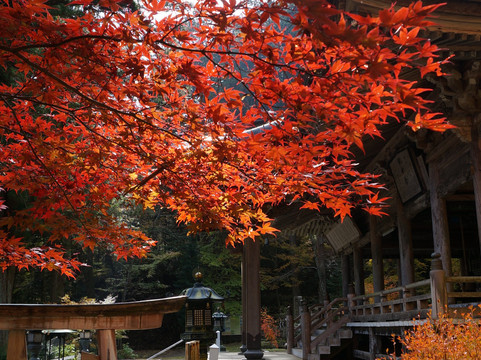 Chusen-ji Temple-伊那市必去景点