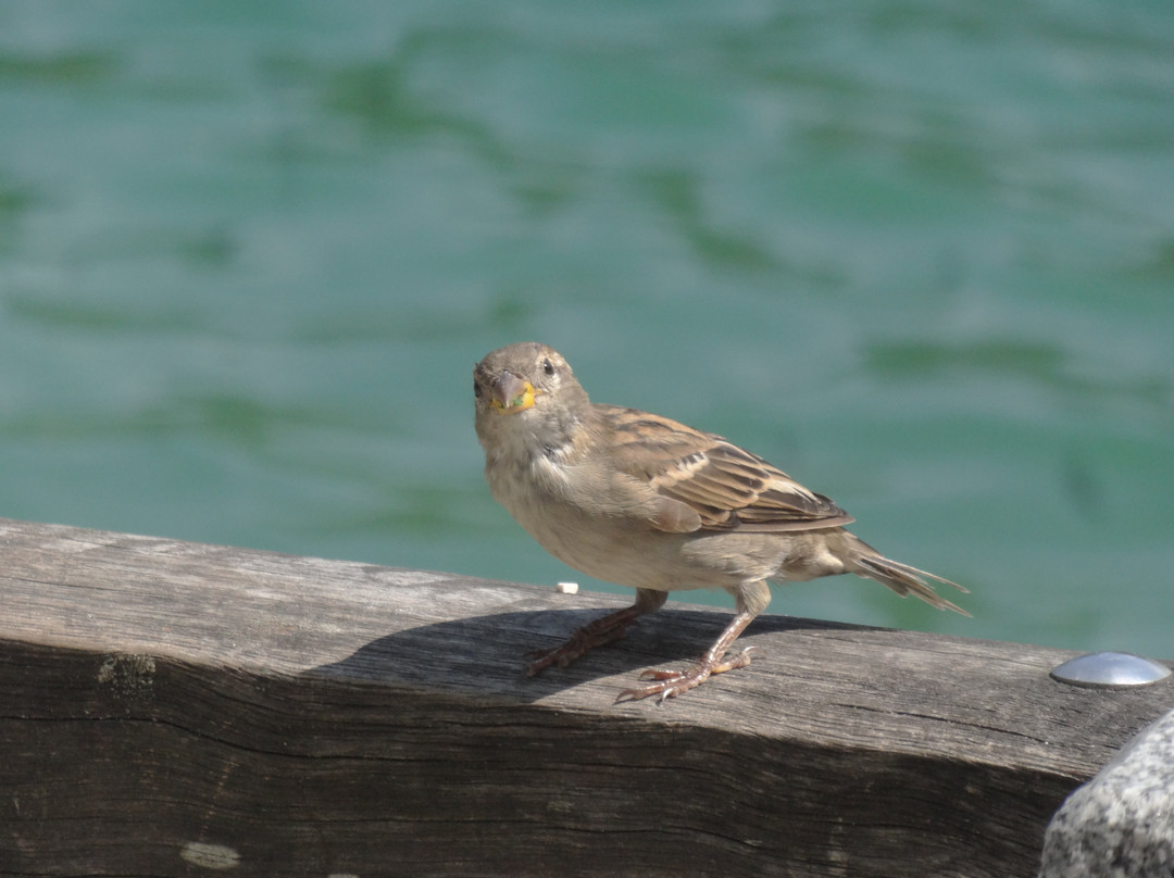 Lake Attersee-奥地利阿尔卑斯山必去景点