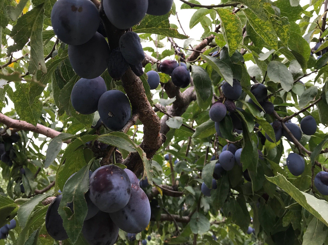 Hillside Orchards U-Pick and Farm-Oliver必去景点