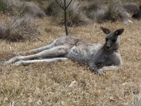 Wildlife Tours Australia-悉尼必去景点