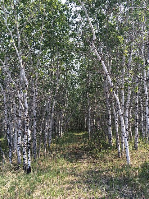 Dillberry Lake Provincial Park-Chauvin必去景点