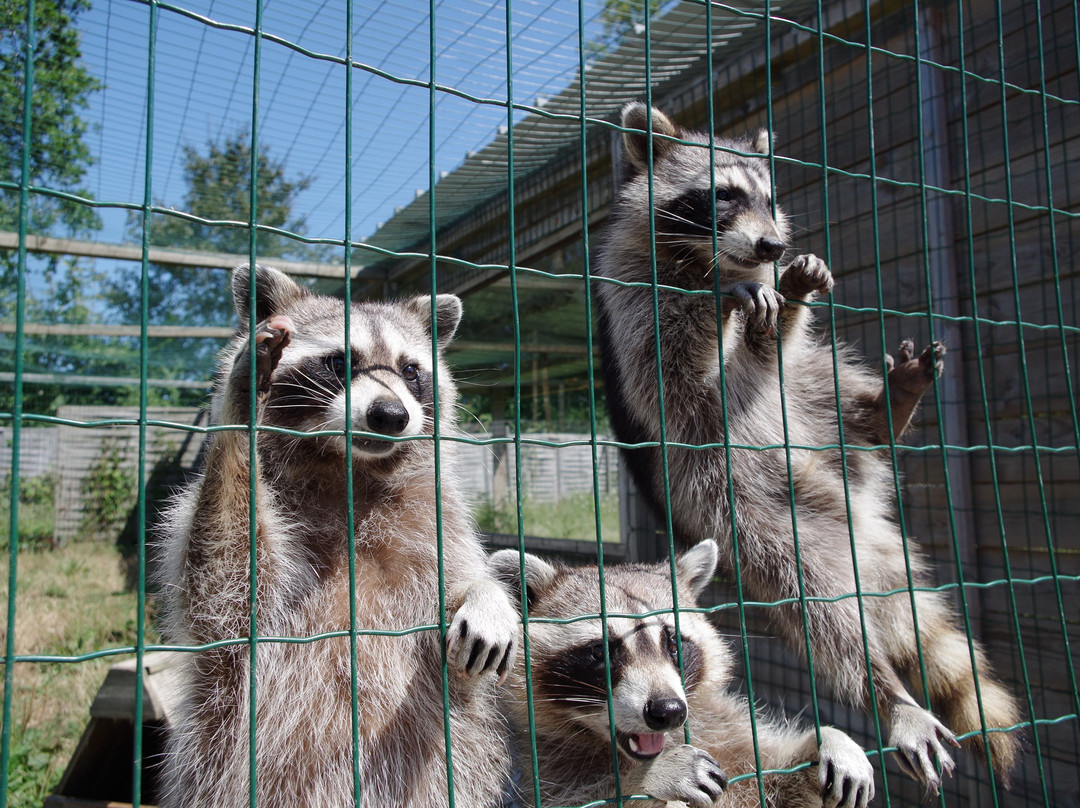 Zoo de Mescoules景点图片