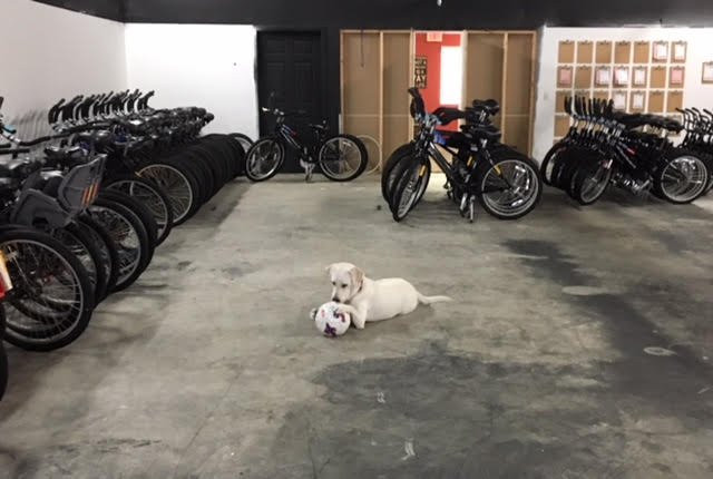 Mike's Bikes Bicycle Rentals-希尔顿头岛必去景点