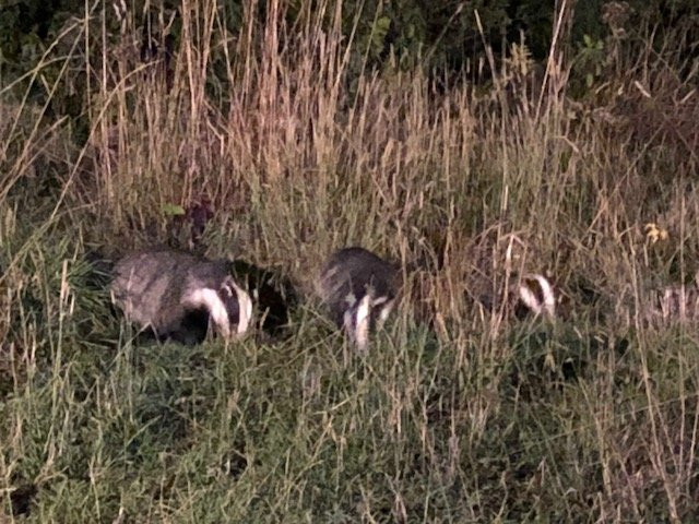Badger Watch Dorset景点图片