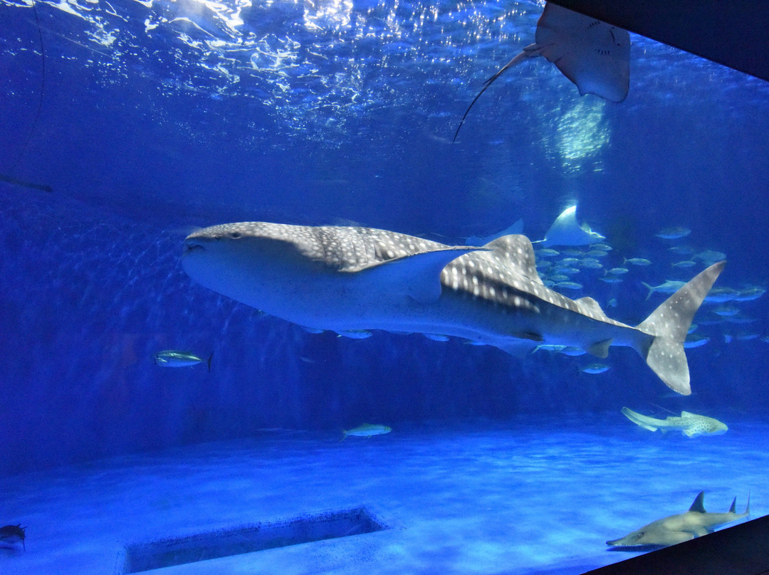 鹿儿岛水族馆-鹿儿岛市必去景点