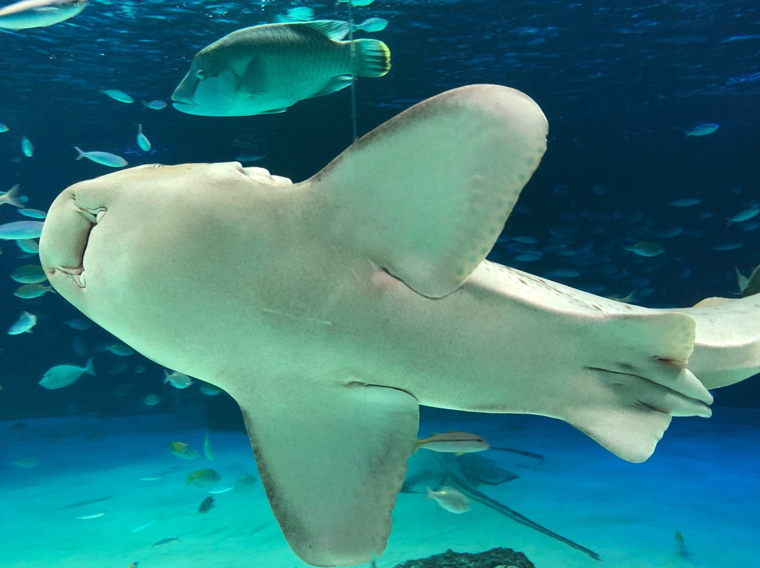 阳光水族馆景点图片