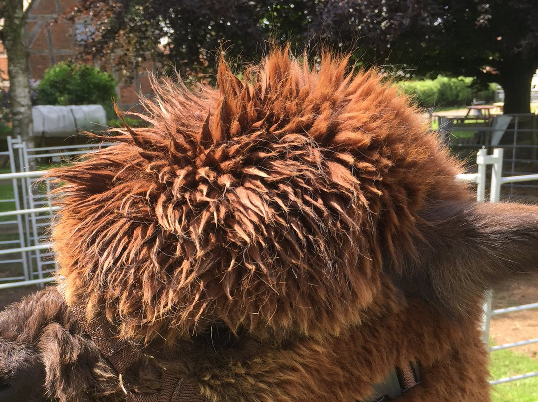 Middle England Farm Alpacas-Henley in Arden必去景点