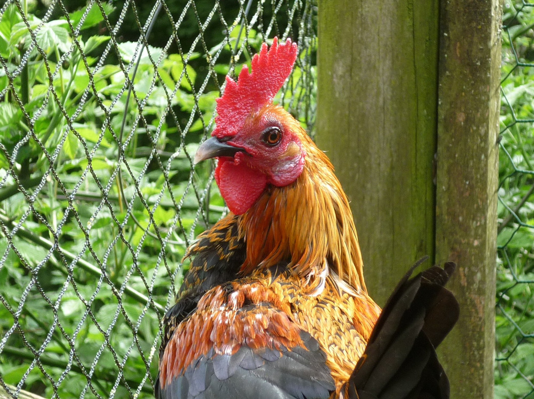 Conservatoire Avicole du Puyobrau-Magescq必去景点