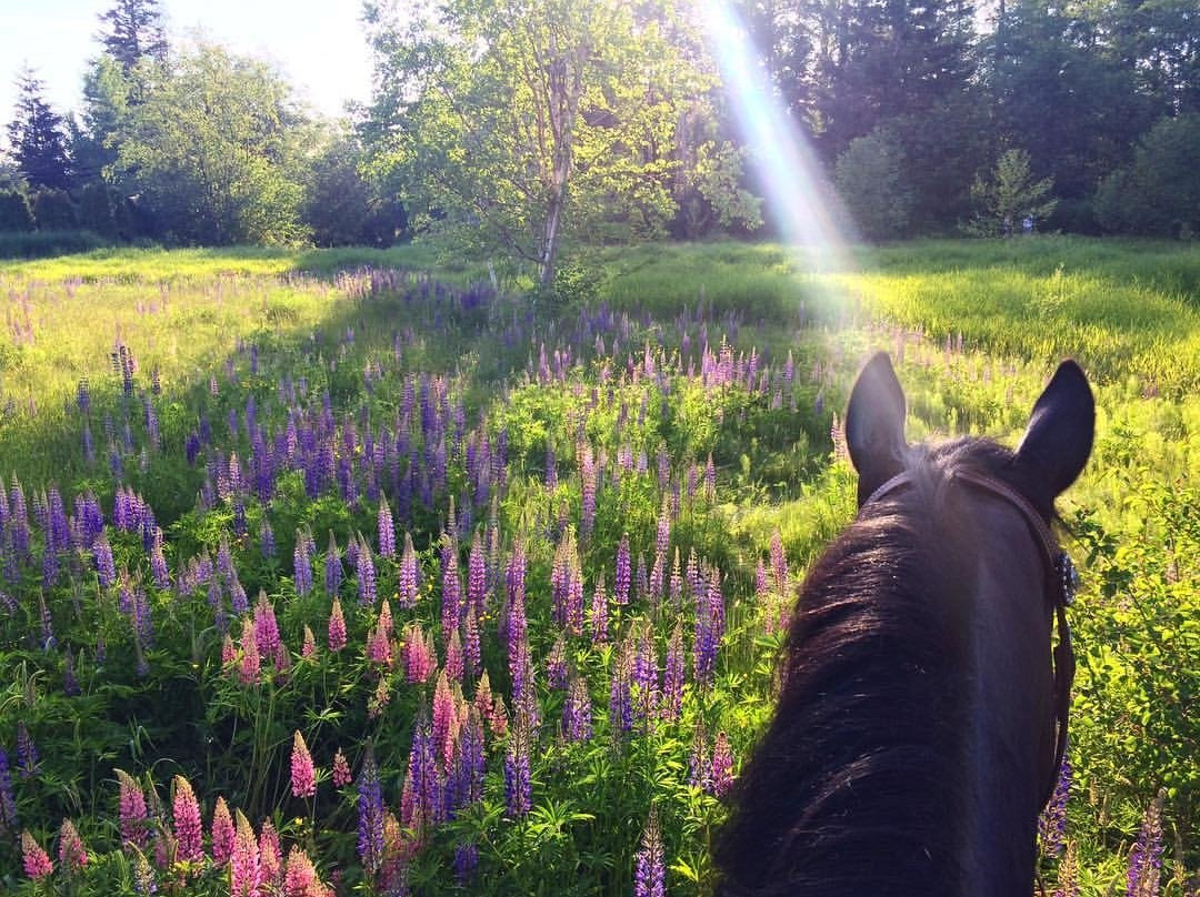 Langley 204 Horseback Riding-兰里市必去景点
