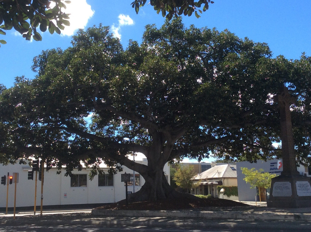 Proclamation Tree & Marmion Memorial景点图片