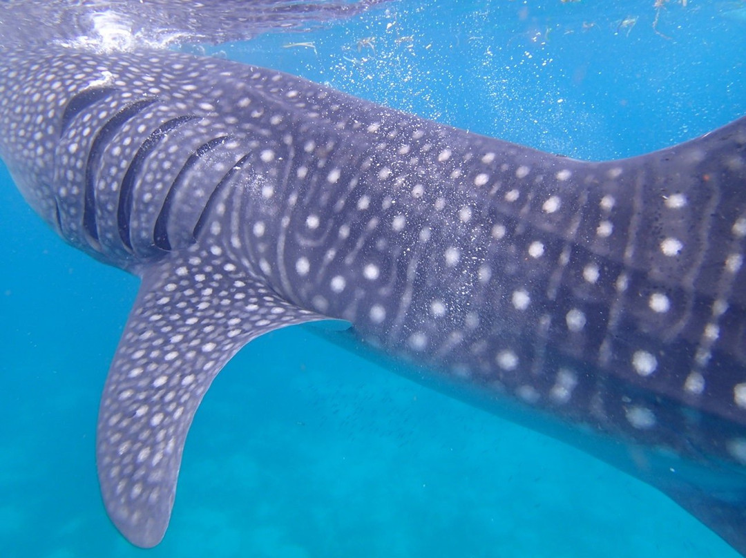 Whalesharks on Wheels景点图片