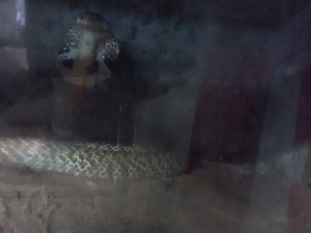 Aithal Snake Park景点图片