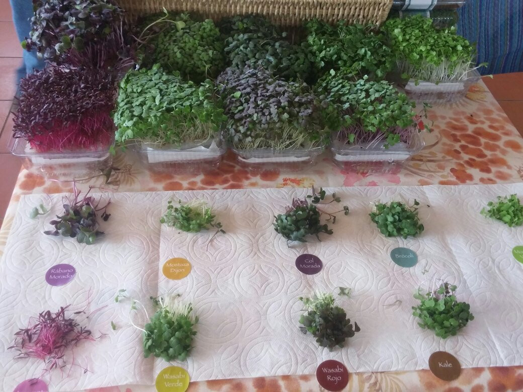 Lake Chapala Farmers' Market-Ajijic必去景点