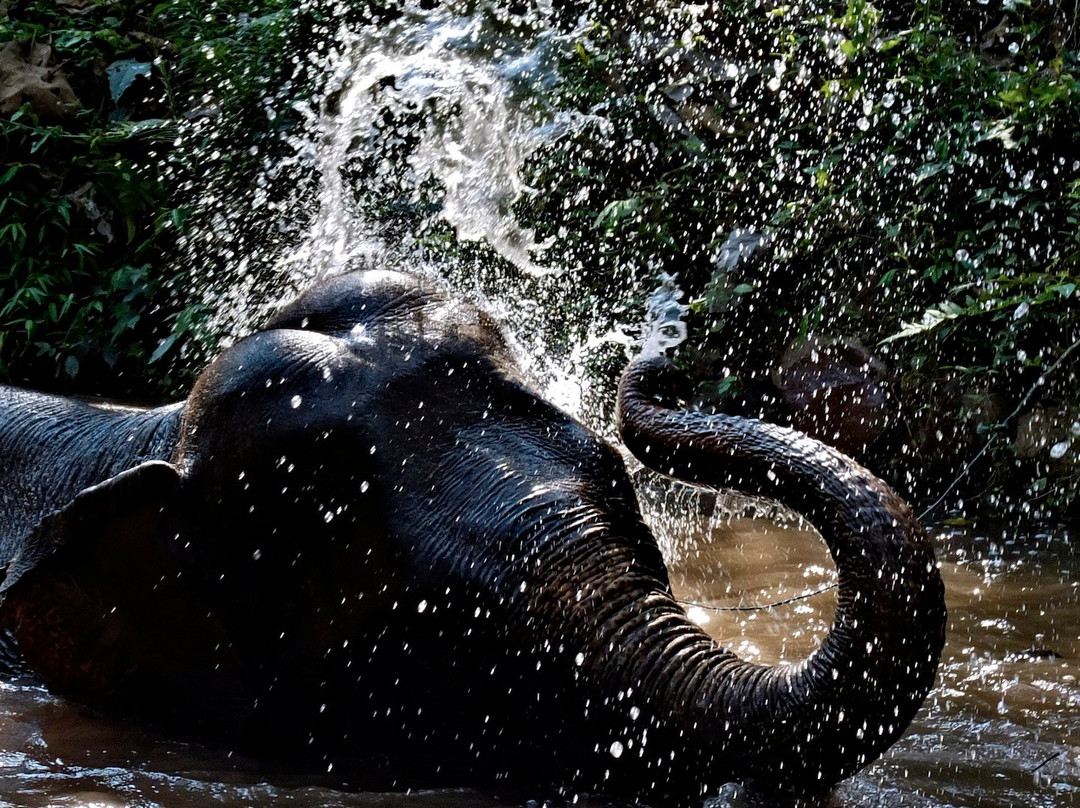 Mekong Elephant Park景点图片