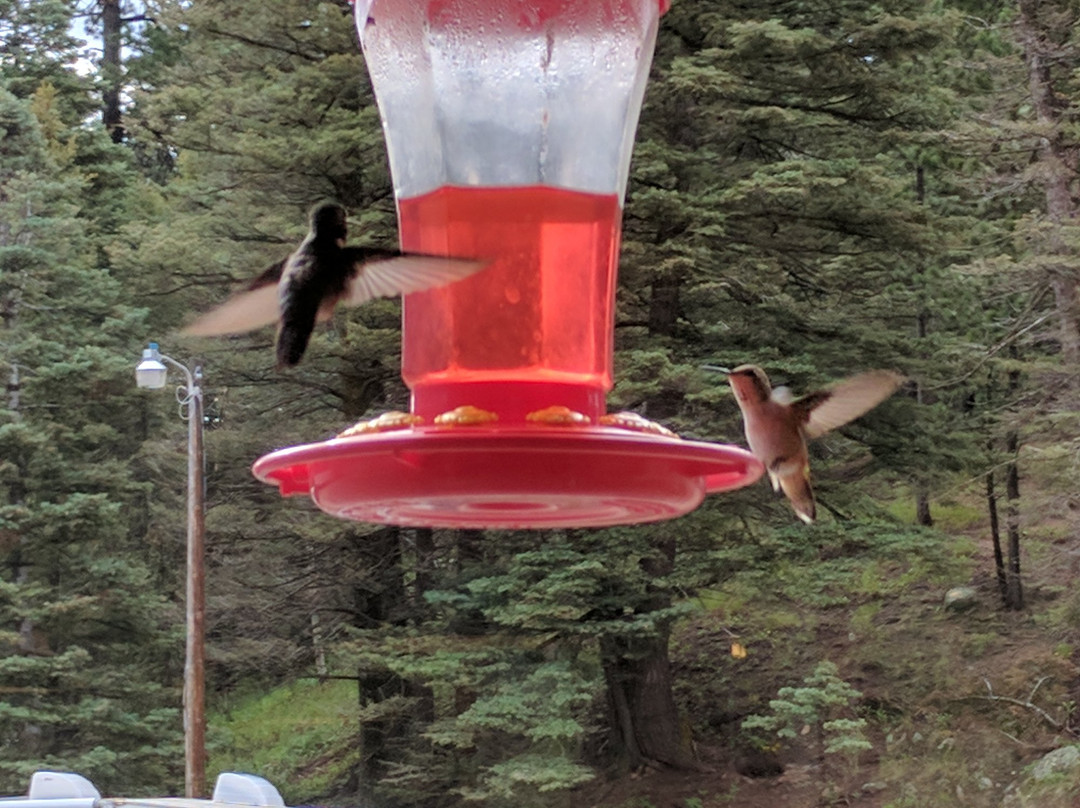 Gardner餐馆和美食-The Lodge at San Isabel