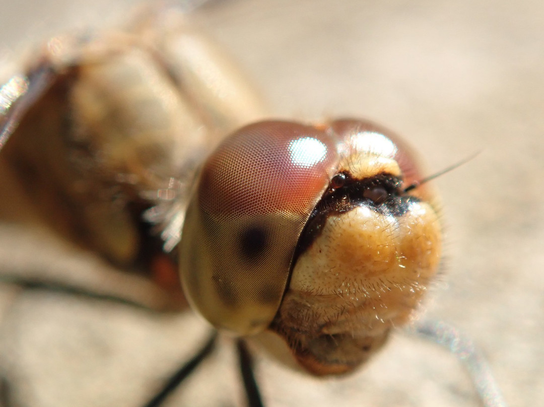 Hokutoshi Oomurasaki Center-北斗市必去景点